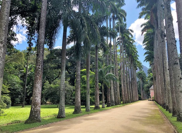 As palmeiras-imperiais são um símbolo do Jardim Botânico do Rio de Janeiro (Foto: Flickr / Creative Commons)