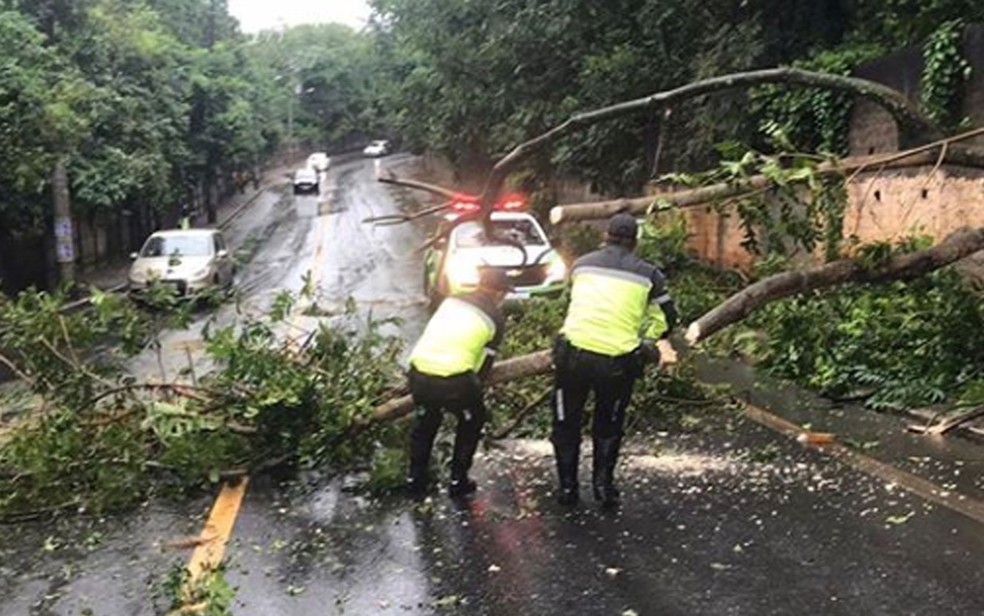Queda de &aacute;rvore no bairro do Trobogy, em Salvador, nesta sexta-feira &mdash; Foto: Reprodu&ccedil;&atilde;o/Instagram