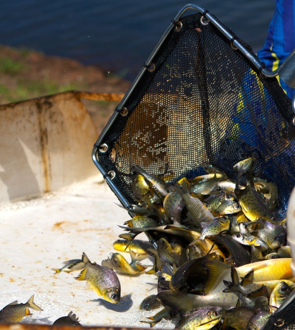 Empresa concluiu soltura de mais de 1 milhão de peixes no Rio Paranapanema — Foto: CTG Brasil