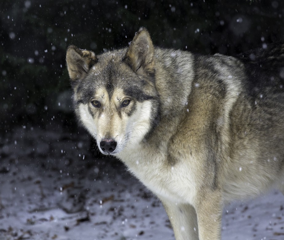 Oito lobos foram mortos por envenenamento nos Estados Unidos nos últimos meses