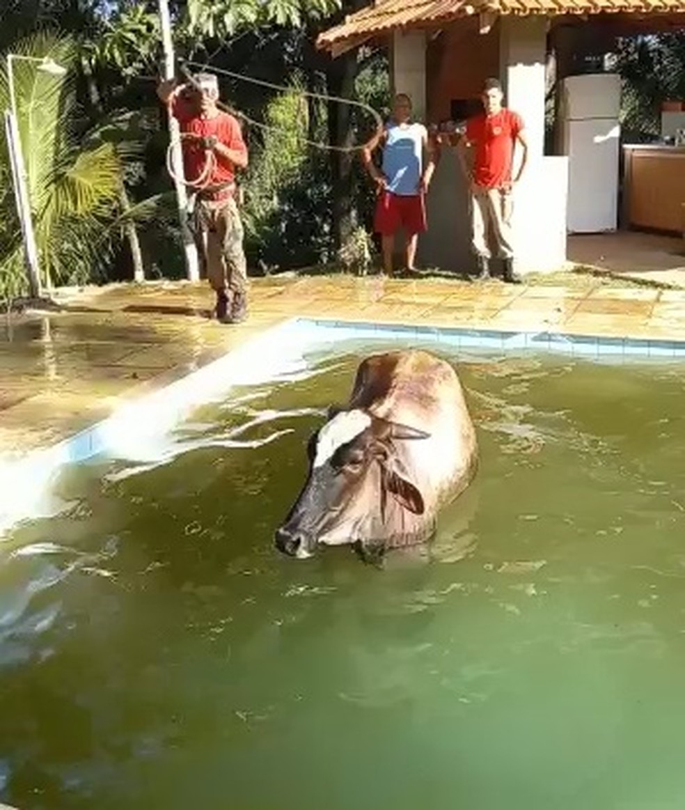 Vaca E Resgatada De Piscina Em Sitio De Cariacica Es Espirito Santo G1