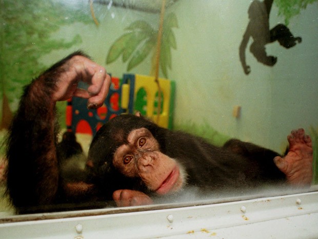 G1 - Mapa genético do macaco bonobo é 98,7% igual ao humano, diz