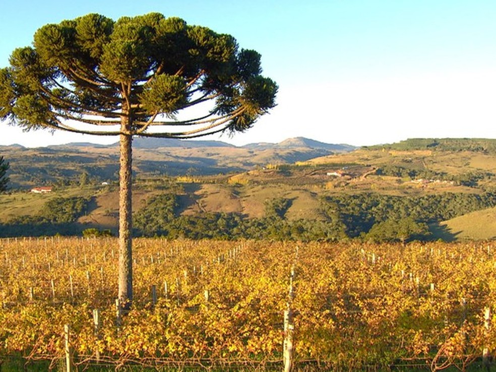 Araucária é a árvore símbolo do Paraná e está ameaçada de extinção. — Foto: Arquivo TG