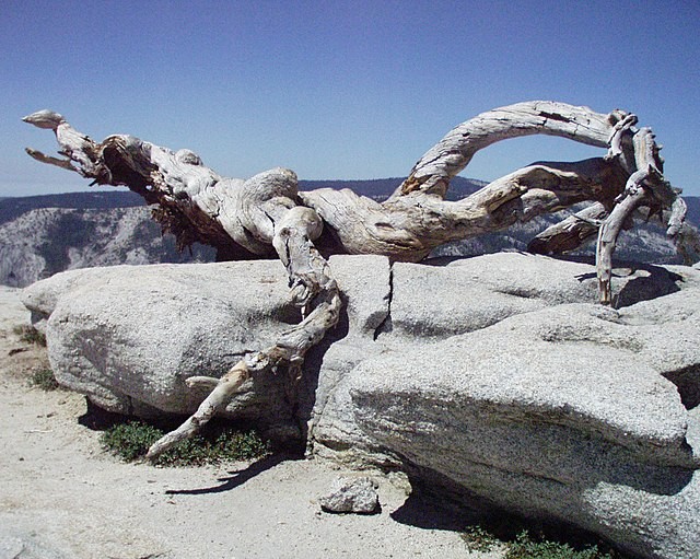 Jeffrey Pine – Parque Nacional de Yosemite, Califórnia (Foto: United States National Park Service / Wikimedia Commons / Domínio Público)