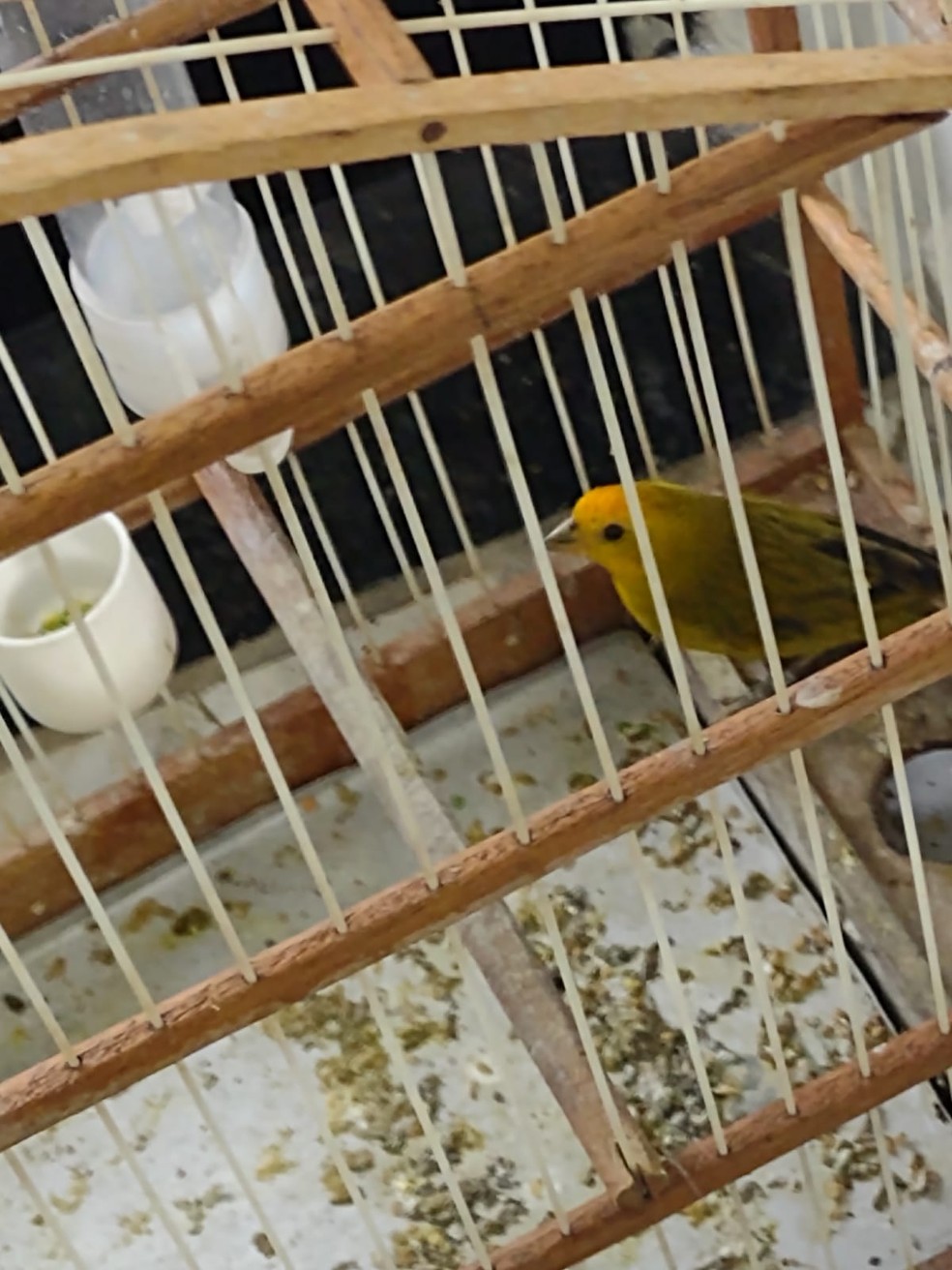 Suspeito foi encontrado dormindo dentro do veículo em Botucatu (SP). No veículo, foram encontradas quatro aves — Foto: Divulgação/Polícia Civil