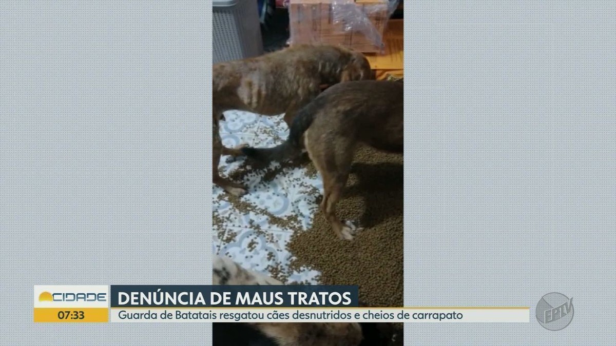 Des chiens sont secourus avec des signes de malnutrition dans une ferme à Batatais ;  La police civile enquête sur les mauvais traitements |  Ribeirao Preto et Franca