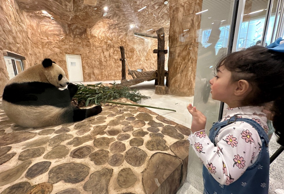 Criança vê panda gigante do lado de fora de vidro em Al Khor, no Catar — Foto: REUTERS/Hamad I Mohammed