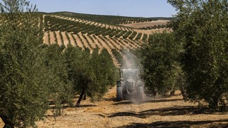 Um pomar de oliveiras na região de Sierra de Cazorla, na província de Jaén: a seca devastou dezenas de safras em toda a Europa, mas entre as mais atingidas está a safra de azeitona da Espanha, que produz metade da produção mundial azeite — Foto: Emilio Parra Doiztua/The New York Times