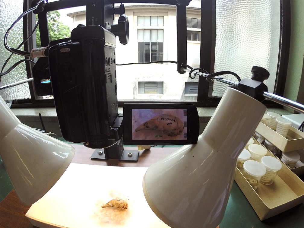 Pesquisadores analisaram coleções em laboratório (Foto: Flávia Miranda/Arquivo Pessoal)