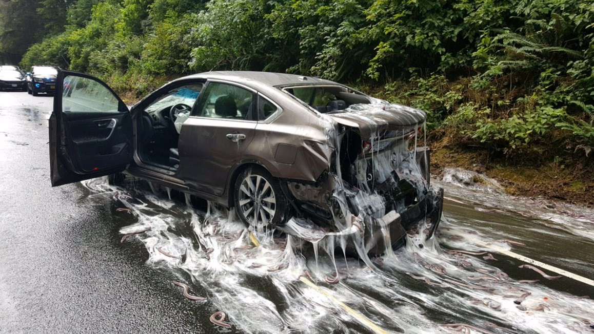 Enguias e sua gosma cobrem veículo envolvido em acidente no Oregon, EUA