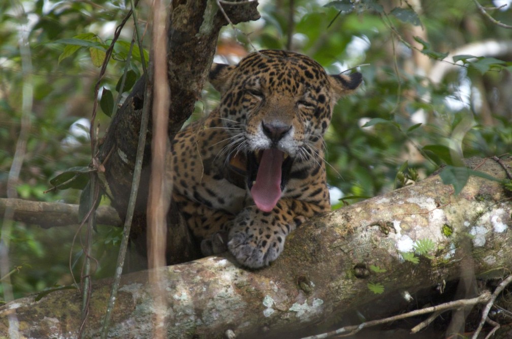 Ãgeis e com grande destreza, as onÃ§as sobem em Ã¡rvores tanto para descansar como para abrigar-se ou caÃ§ar â Foto: Emiliano Ramalho