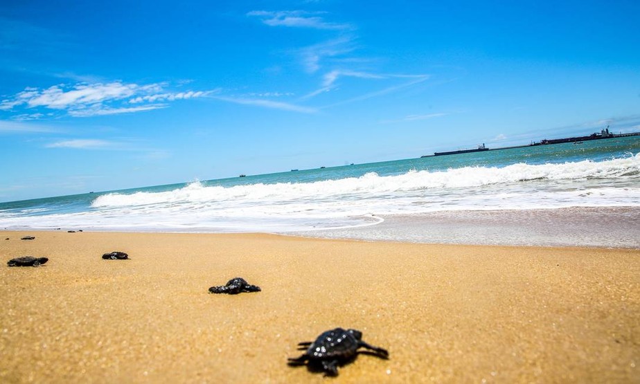 Projeto que já devolveu mais de um milhão de tartarugas ao mar ganha prêmio internacional de sustentabilidade 