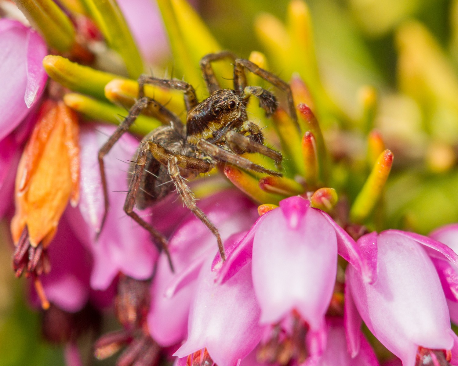 As aranhas machos produzem sons e sinais para conquistar as fêmeas (Foto: Canva/Creative Commons)