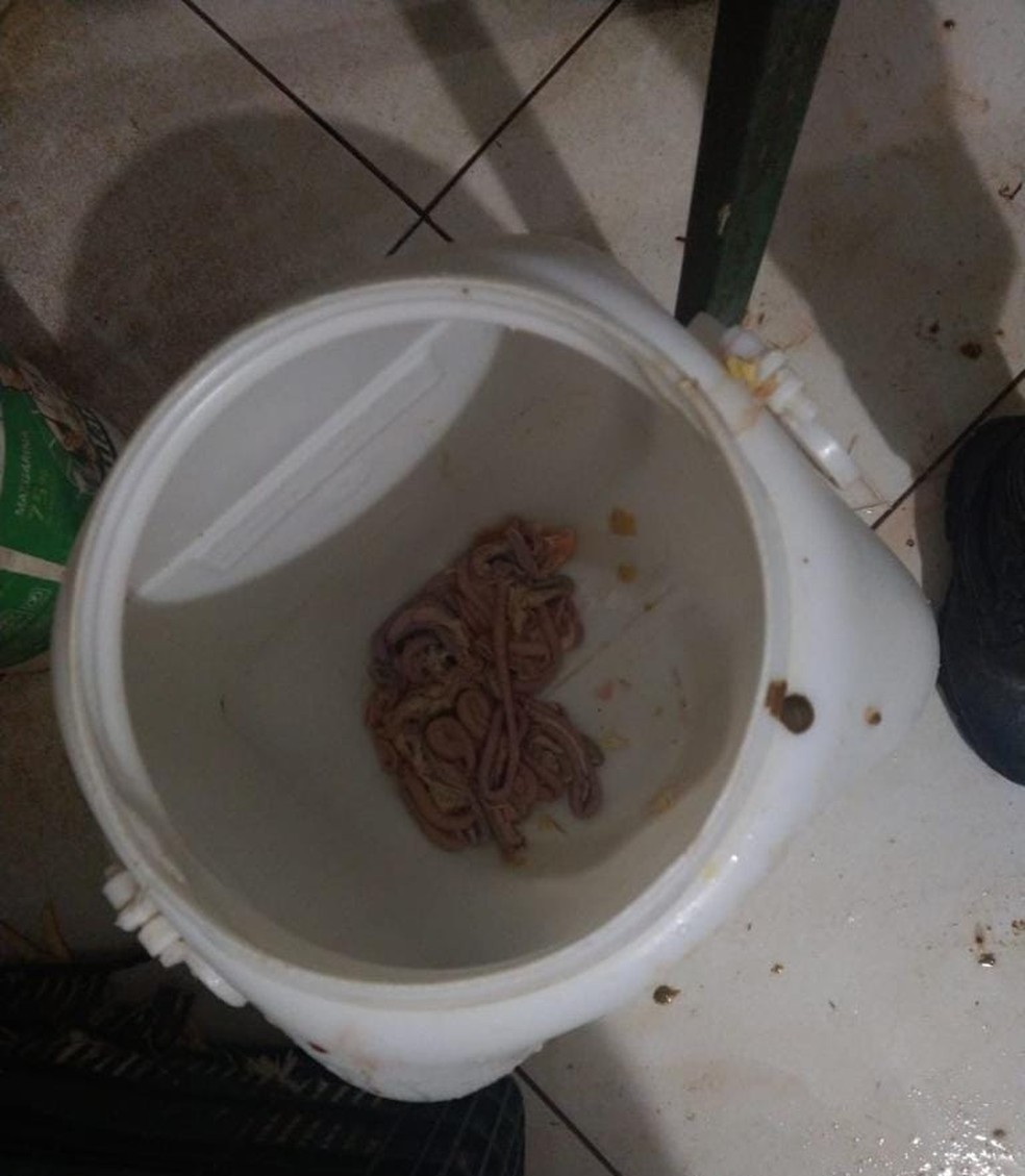 Dono de avícola não tinha documentação sanitária para o funcionamento do estabelecimento, em Maceió — Foto: Batalhão de Polícia Ambiental (BPA)