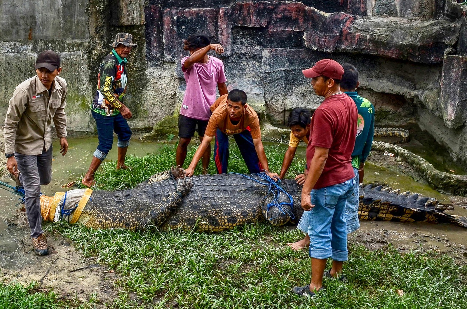 Crocodilo de 5 metros pesando até 500 kg é movido no Kasang Kulim Zoo em Kampar, depois de ser capturado por moradores da vila de Mandiangin, na Indonésia — Foto: WAHYUDI/AFP