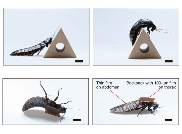 Ao perceber que o abdômen do inseto se deformava com o movimento, os pesquisadores intercalaram seções adesivas e não adesivas na película solar (Foto: Riken/ Divulgação)