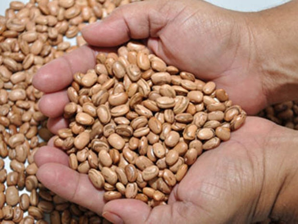Governo comeÃ§a distribuiÃ§Ã£o de sementes de feijÃ£o, sorgo, arroz e milho (arquivo)  â€” Foto: DivulgaÃ§Ã£o/Governo do RN