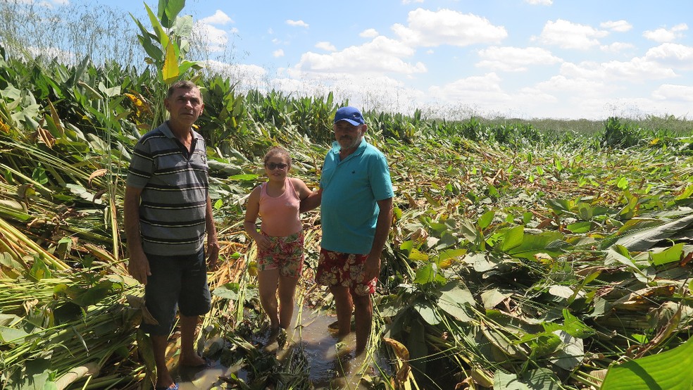 Após um amigo divulgar imagens da plantação nas redes sociais, família relata que fazenda tem recebido diversas visitas — Foto: Alex Pimentel/SVM