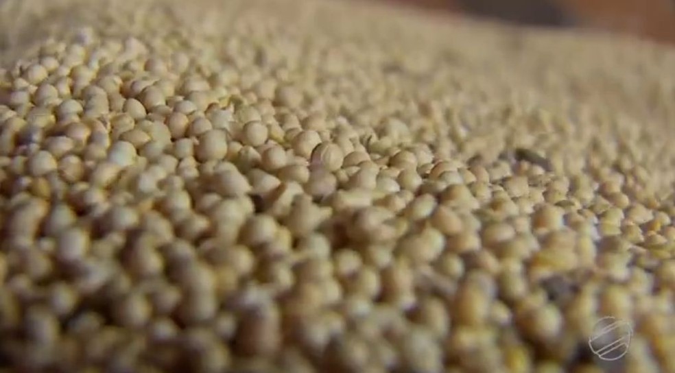 Produtores estão no meio do plantio da nova temporada de soja; colheita tende a começar na virada de 2018 para 2019 — Foto: Reprodução/TV Morena