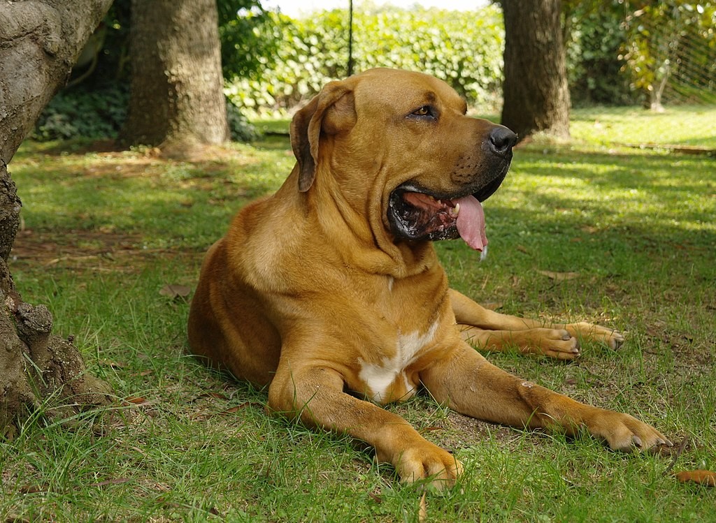 Pelo porte grande e a força física, o cão é visto como potencialmente perigoso (Foto: Patrizia Facco/ Wikimedia Commons/ CreativeCommons)