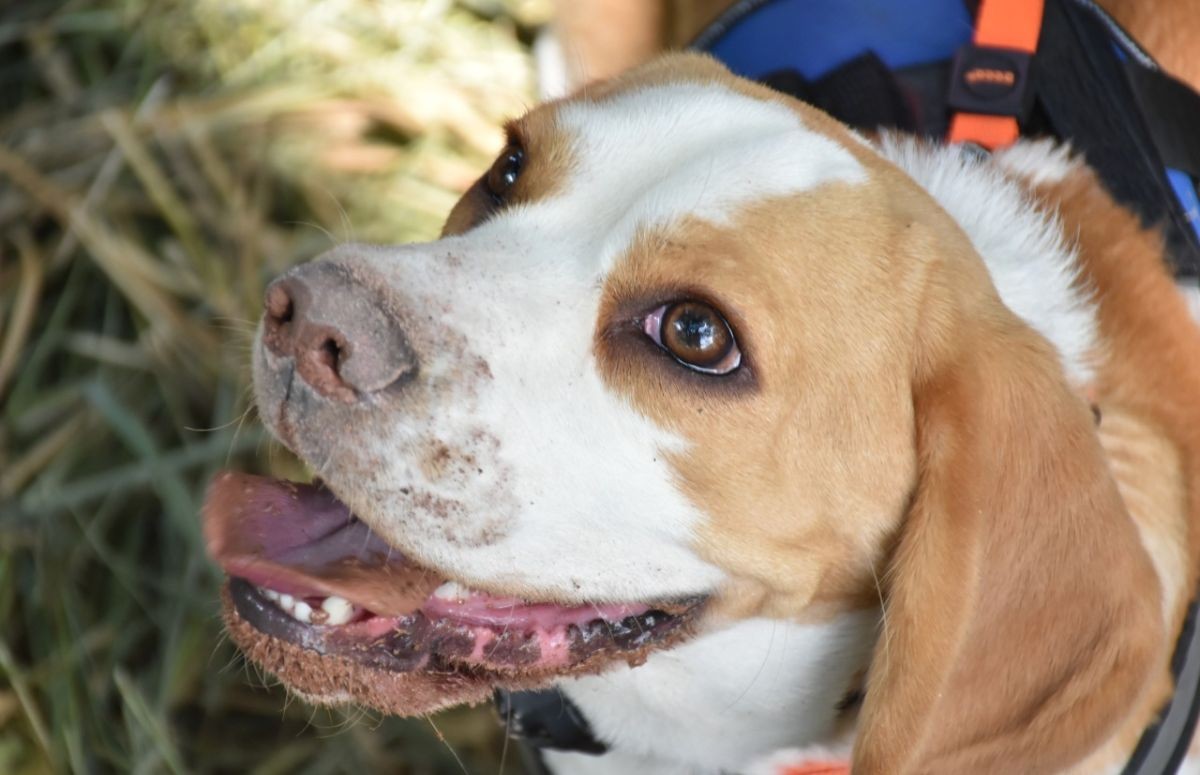 Cães da raça beagle são ótimos farejadores (Foto: Canva / Creative Commoms)