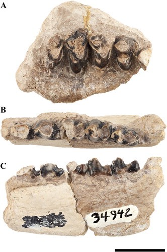 Fósseis dos animais pré-históricos analisados pelos pesquisadores  (Foto: Madelaine R. Atteberry et.al )