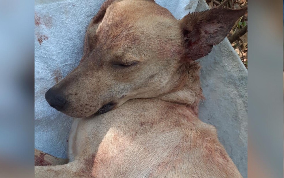 Cachorro Gerente após levar um tiro; ele recebeu socorro de veterinários, mas acabou morrendo — Foto: Reproduççao/TV Anhanguera