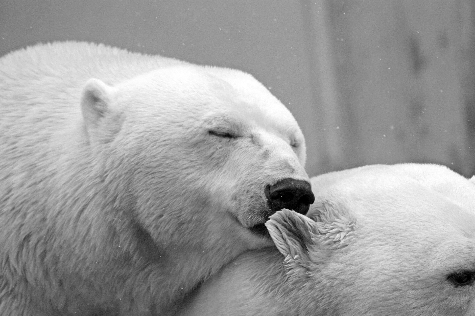 Nova população de ursos polares é descoberta no Mar de Chukchi (Foto: Pixabay)