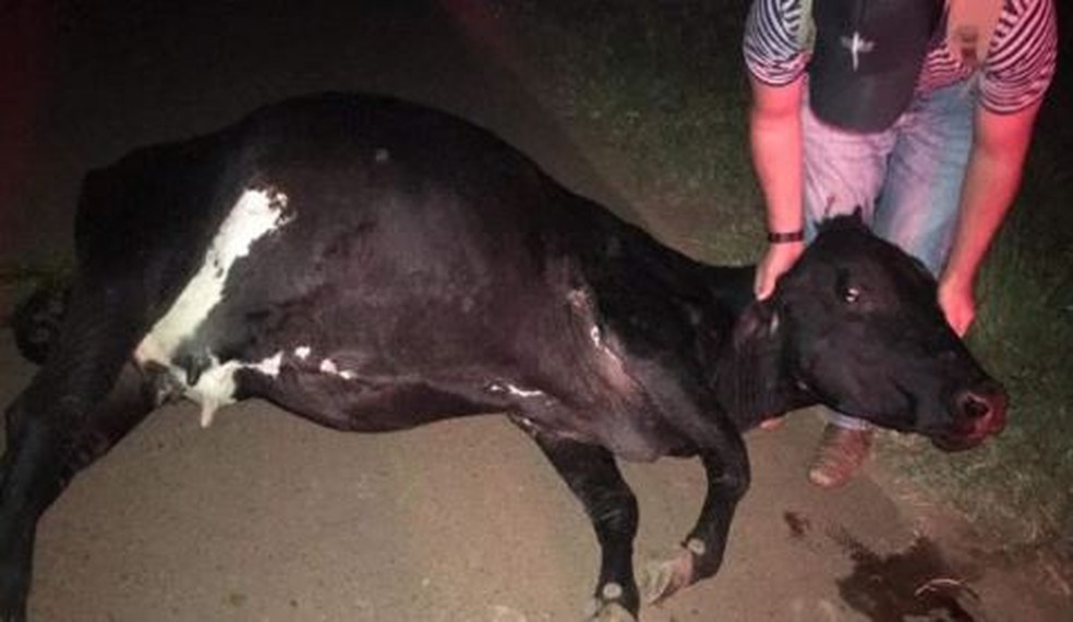 Vaca morreu após ser atropelada por moto em Cerqueira César (SP) — Foto: Arquivo Pessoal