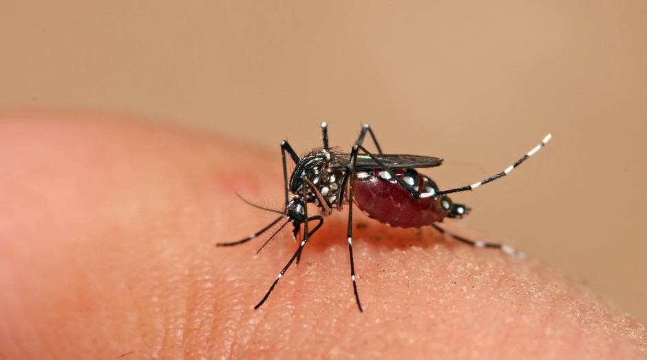 A Fapesp busca soluções para combater o mosquito Aedes aegypti (Foto: Divulgação)