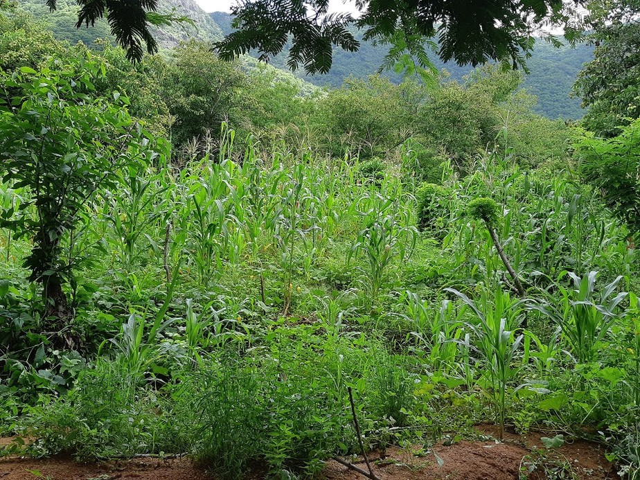 A produção em sistemas agroflorestais é uma potencialidade que pode ser explorada na bioeconomia da Caatinga