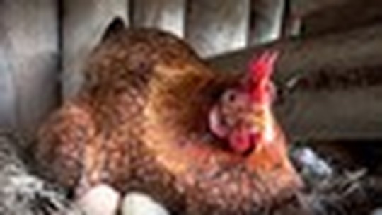 Ana Maria Braga pergunta, GR Responde: por que as galinhas não estão botando ovos?