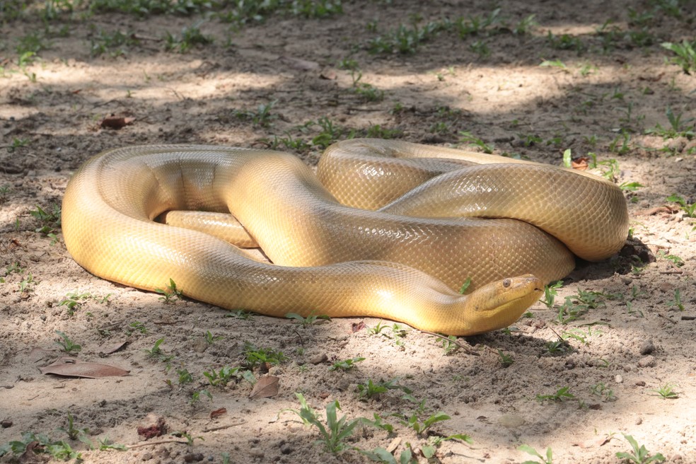 Sucuri com anomalia ganhou apelido de anaconda amarela — Foto: Afonso Meneses/Arquivo Pessoal