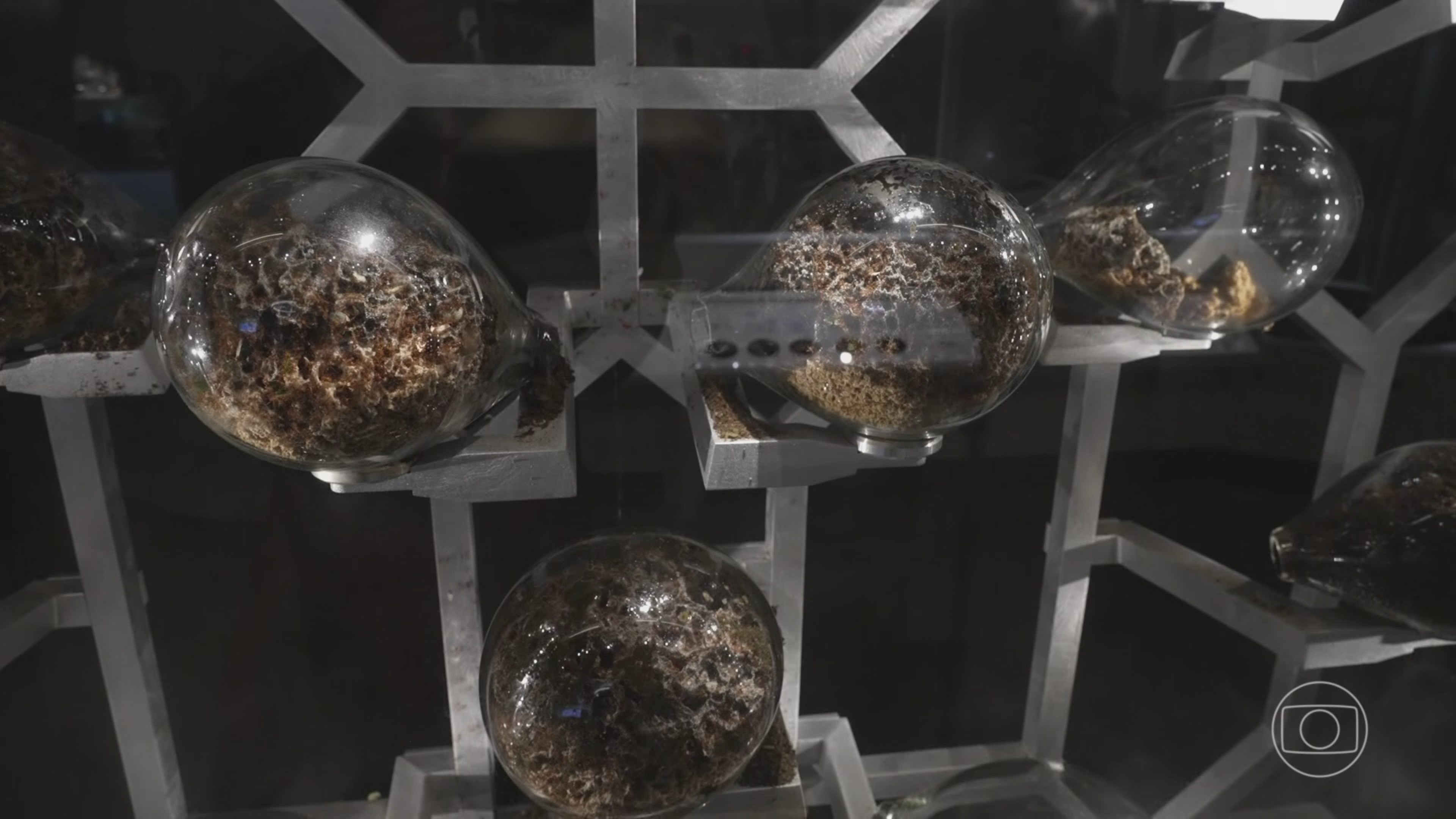 Museu de História Natural de Nova York inaugura ala grandiosa para insetos; conheça 