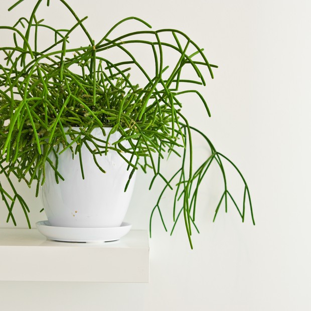 An elegant green pot plant as room decoration against white wall.Rhipsalis (Foto: Getty Images/iStockphoto)