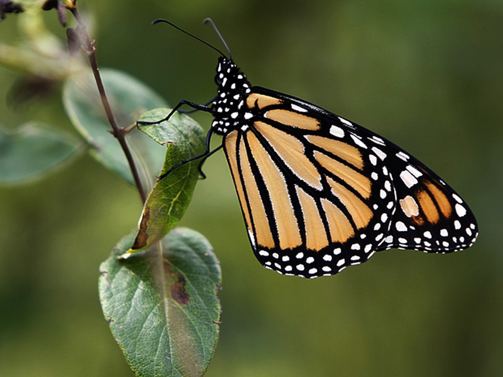 A população de borboletas-monarca caiu 86% em 2018 na Califórnia, de acordo com um estudo — Foto: Toby Talbot/AP