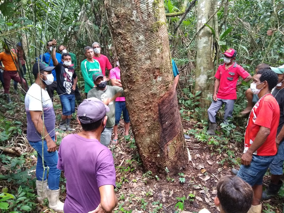 Projeto capacita produtores na extração de borracha — Foto: SOS Amazônia
