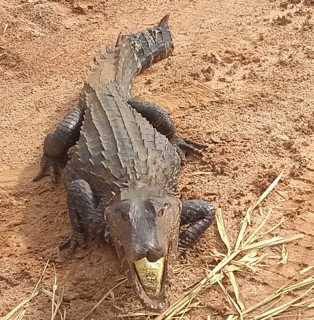 Animal foi devolvido à natureza depois de ser encontrado em imóvel em Rio Preto  — Foto: Divulgação/Polícia Ambiental 