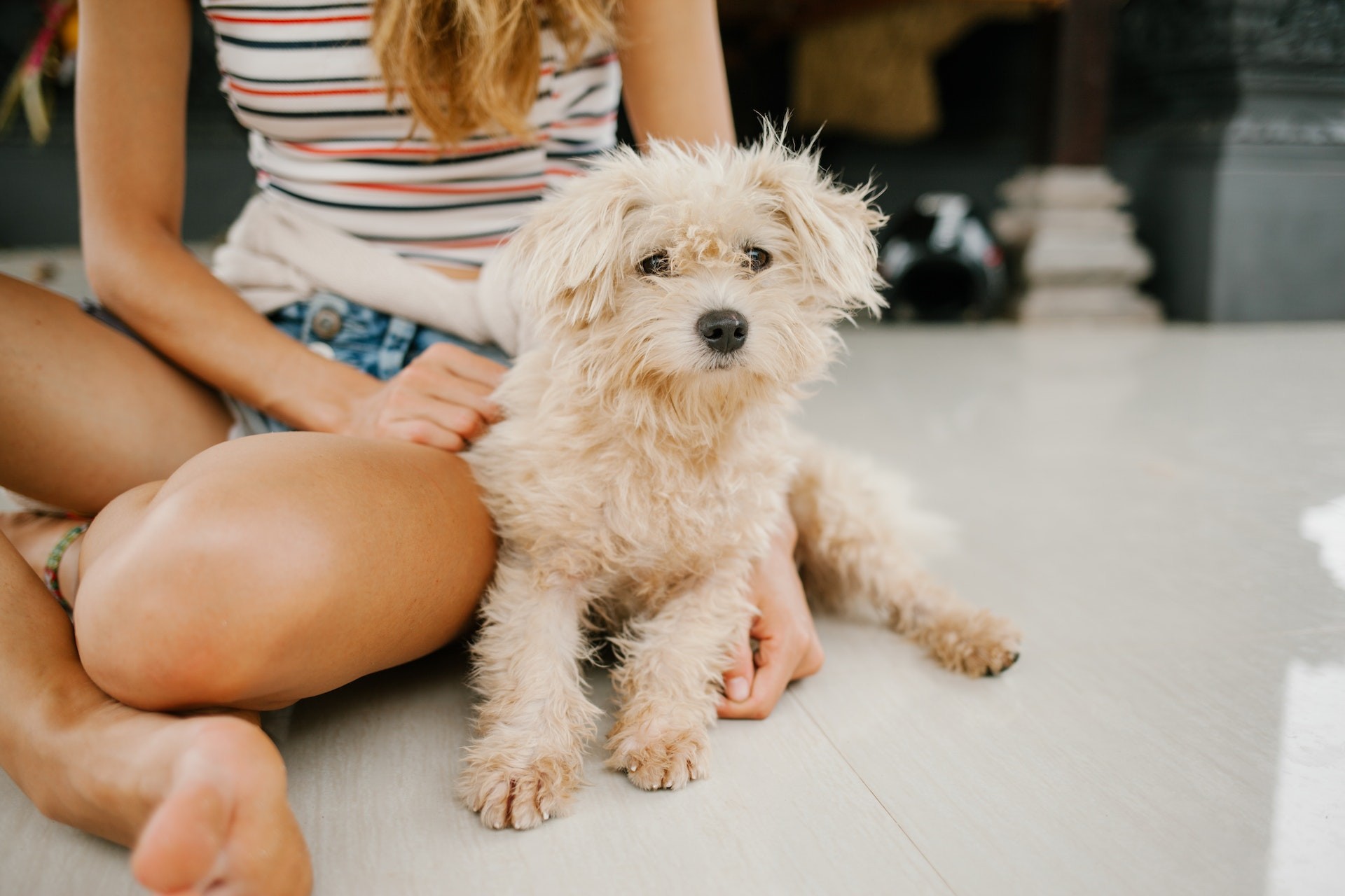 Adotar um cachorro pode trazer muita felicidade à família - e muitos gastos (Foto: Pexels/ Julia Volk/ CreativeCommons)