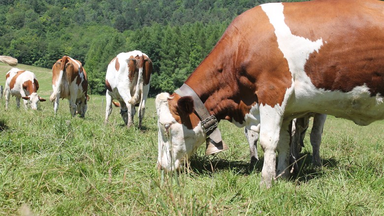Vacas leiteiras França (Foto: Cassiano Ribeiro/Ed.Globo)