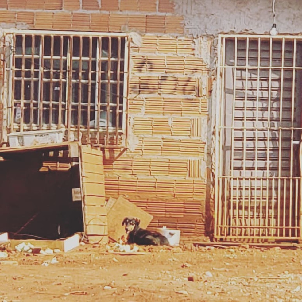 Janela do imóvel onde animais estavam, conforme a investigação — Foto: Polícia Civil/Divulgação