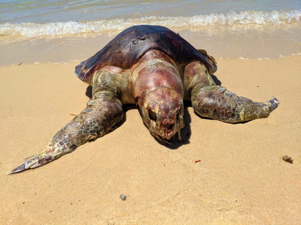 Tartaruga morta na Praia Bonita, na Barra de São Miguel  — Foto: Dennys Rafael/ Arquivo Pessoal