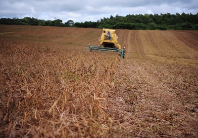 feijao_agricultura_colheita (Foto: Ernesto de Souza/Ed. Globo)
