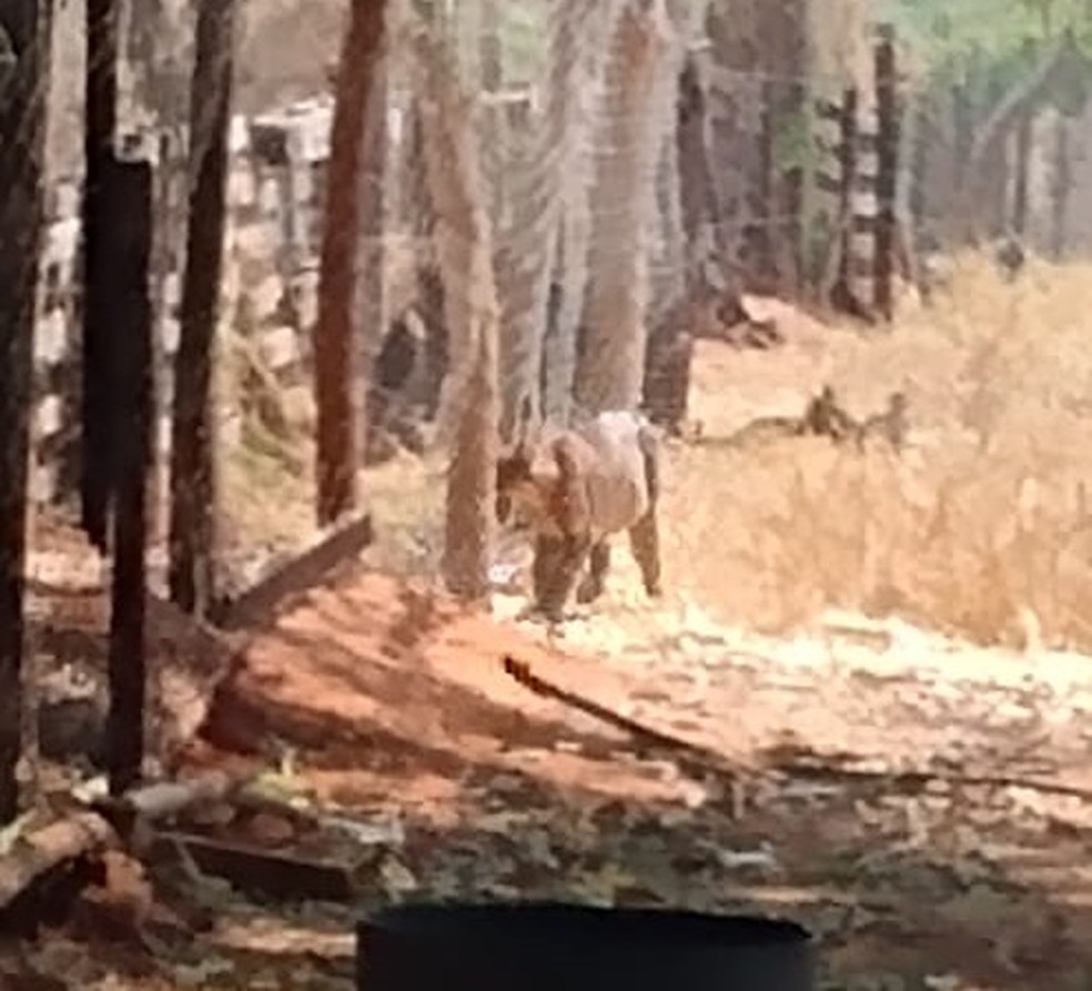 Animal foi visto andando em chácara em Araçatuba — Foto: Divulgação/Polícia Ambiental