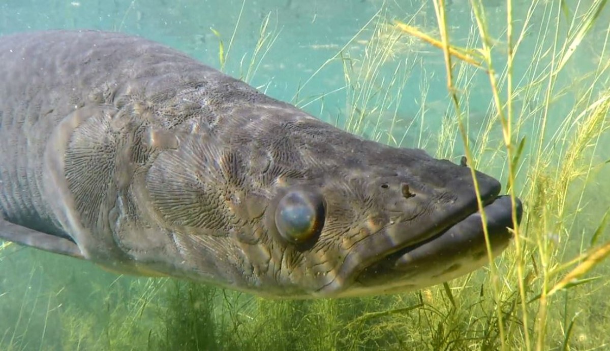 Pescadores afirmam que pirarucu, maior peixe de água doce do mundo, pode  ser visto no Lago Paranoá, no DF | Distrito Federal | G1