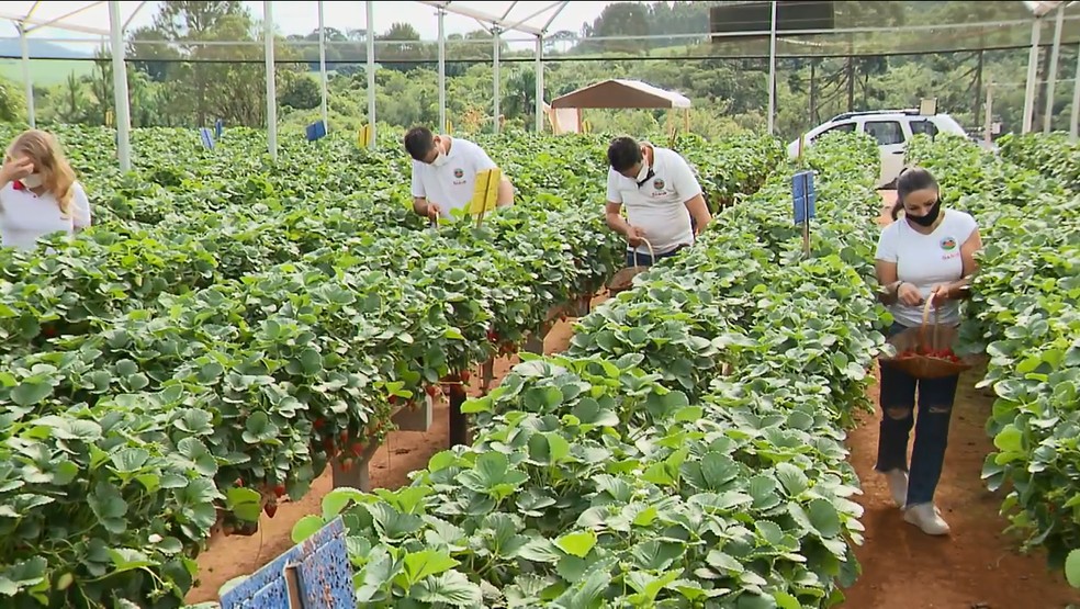 Família produz morangos há 12 anos — Foto: RPC/Reprodução