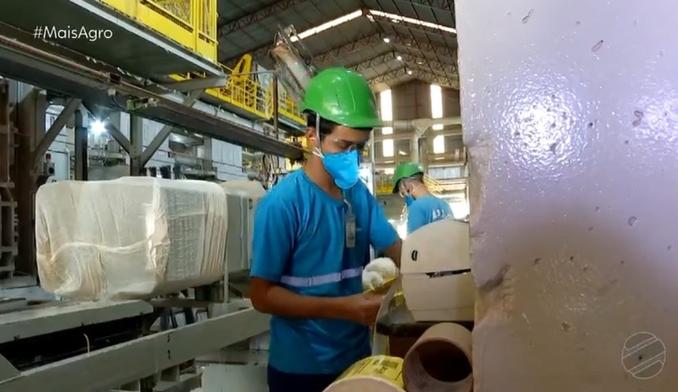 Na safra de algodão, de julho a novembro, mais de 600 empregos diretos são gerados. — Foto: Wellington Nascimento/TV Centro América