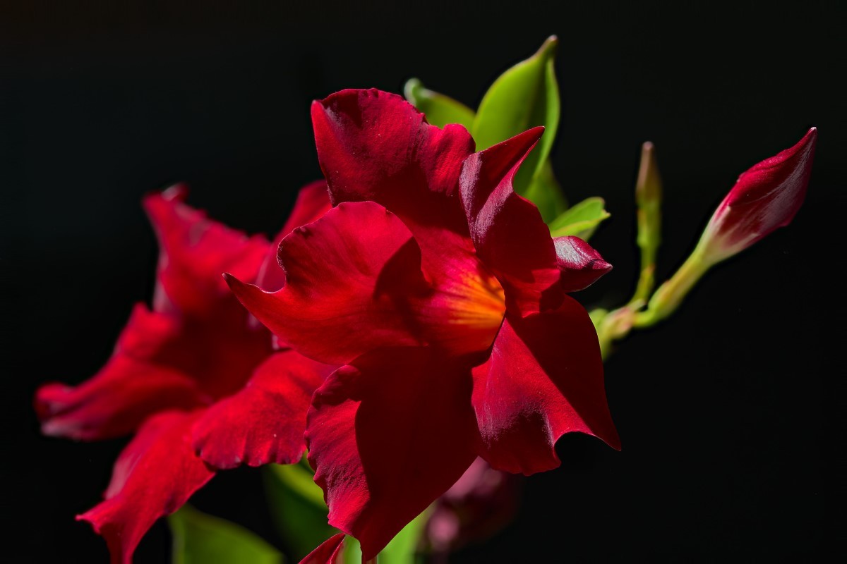 A Mandevilla, que também é conhecida por dipladénia, produz constantemente flores abundantes a partir do momento em que a temperatura começa a subir (Foto: Flickr / Ernst / CreativeCommons)