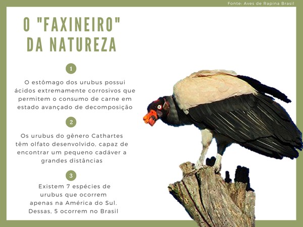 Faxineiros Alados Da Natureza Urubus Sao Vitimas Da Ma Fama Terra Da Gente G1