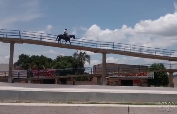 Caveleiro foi flagrado circulando em passarela de pedestres na BR-060, em Goiás (Foto: Reprodução/TV Anhanguera)